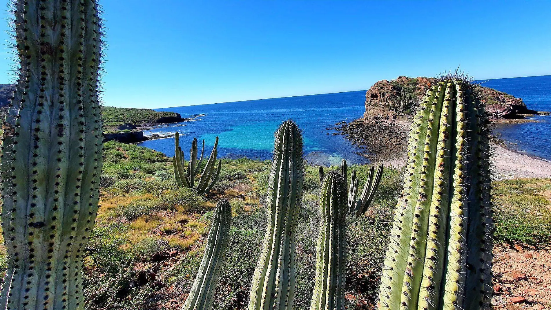 playa san agustin.sahuaros.alexinzunza